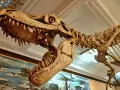 Szkielet tyranozaura w muzeum dinozaurów w Polsce. Potężna czaszka z ostrymi zębami i kręgosłupem budzą podziw.