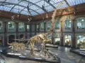 W muzeum prehistorii imponujące szkielety dinozaurów, w tym gigantyczny brachiozaur, przyciągają wzrok pod szklanym dachem.